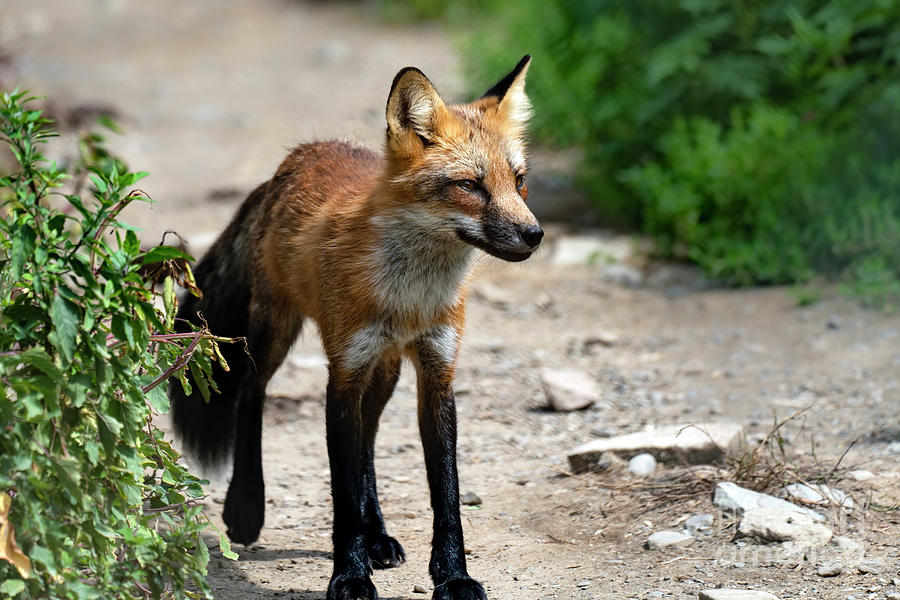 Red fox portrait #3 Photograph by Sam Rino