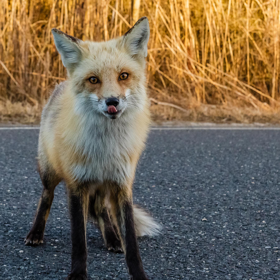 Red fox #2 Photograph by SAURAVphoto Online Store