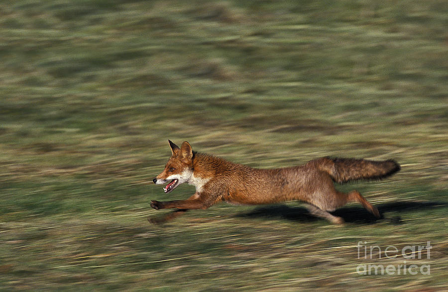 Red Fox Vulpes Vulpes #2 Photograph by Gerard Lacz