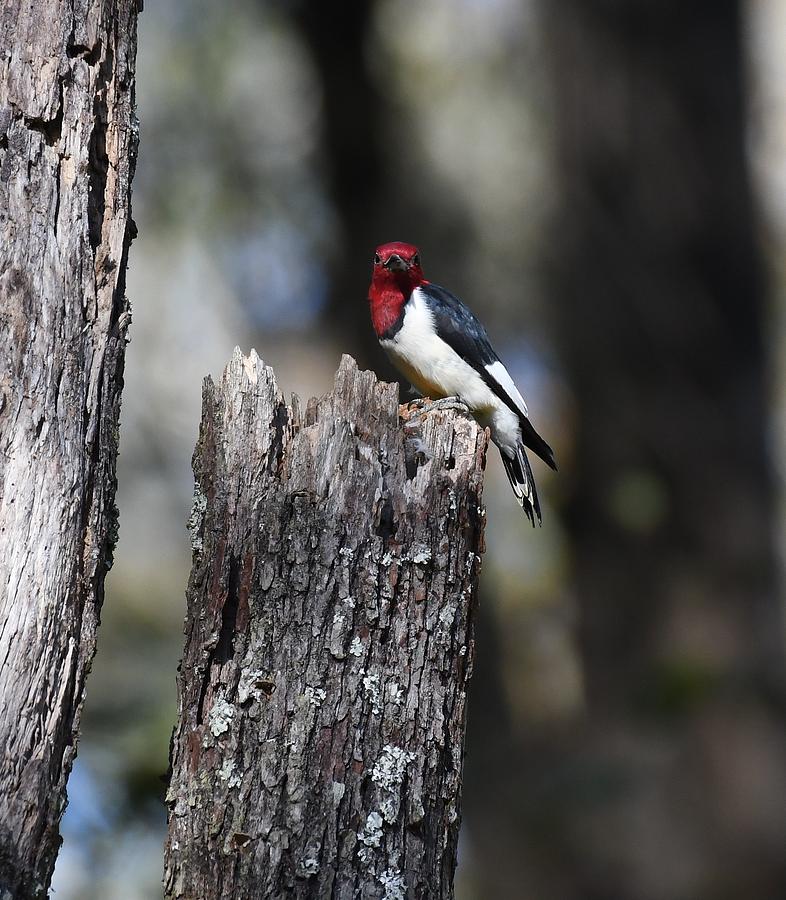 Woodpecker Photograph - Red-headed Woodpecker #2 by David Campione