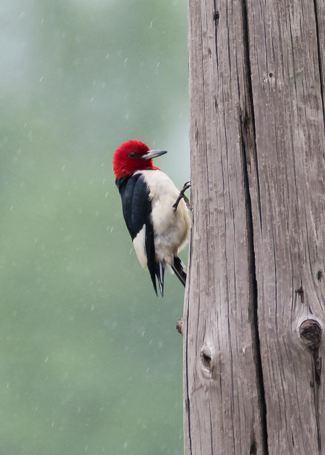 Red Headed Woodpecker  Photograph by Holden The Moment