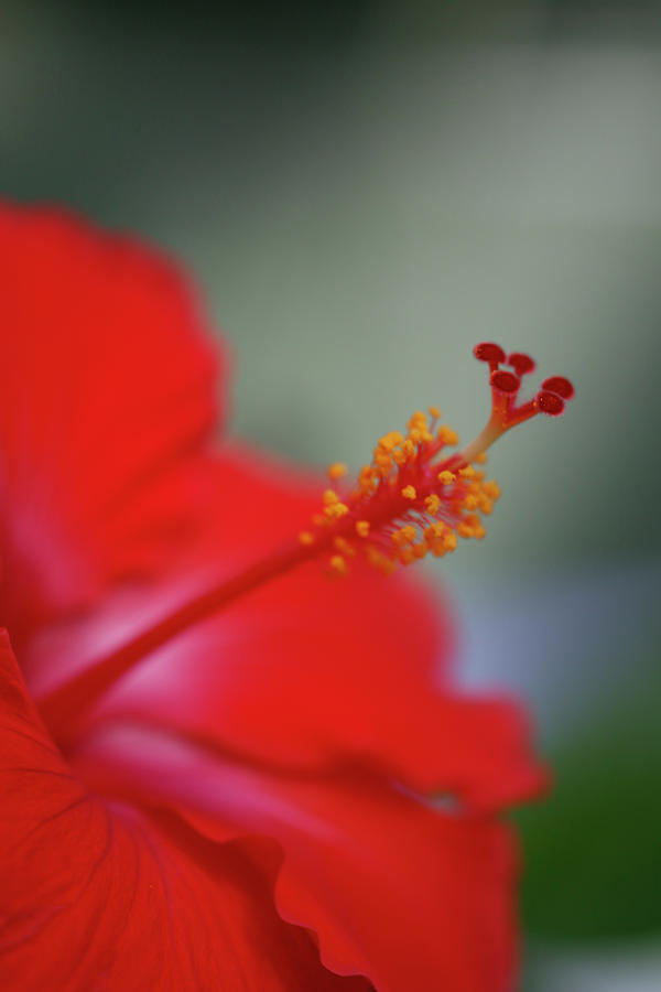 Red Hibiscus #2 Photograph by Teresa Wilson