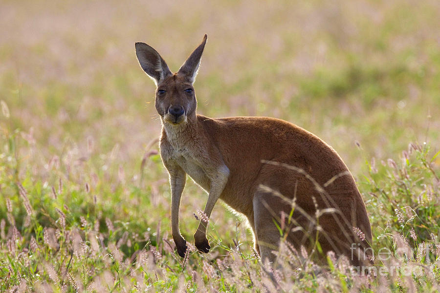 Red Kangaroo #2 Photograph by B.G. Thomson