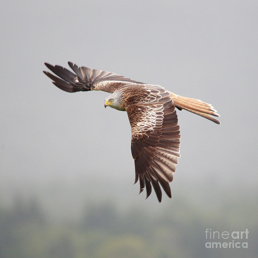 Red Kite in flight #2 Photograph by Maria Gaellman