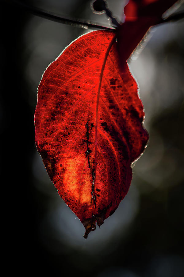 Red Leaf #2 Photograph by Jay Stockhaus