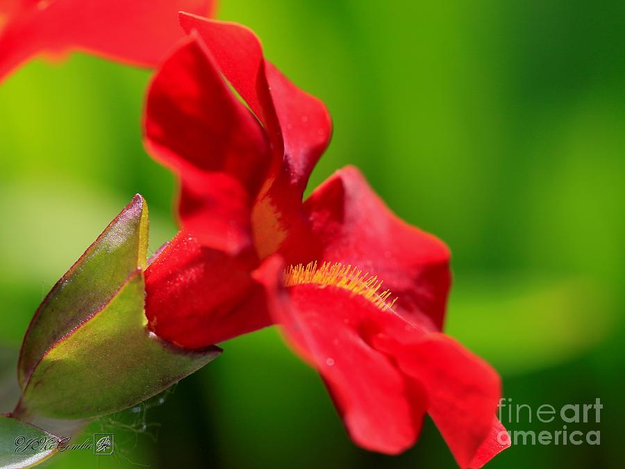 Red Mimulus from the Magic Rainbow Mix #4 Photograph by J McCombie