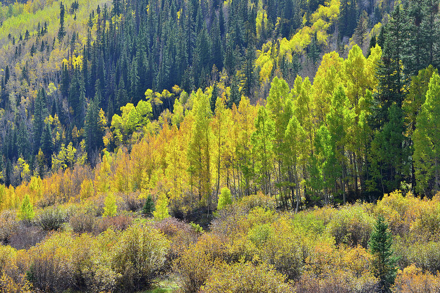 Red Mountain Aspens #1 Photograph by Ray Mathis