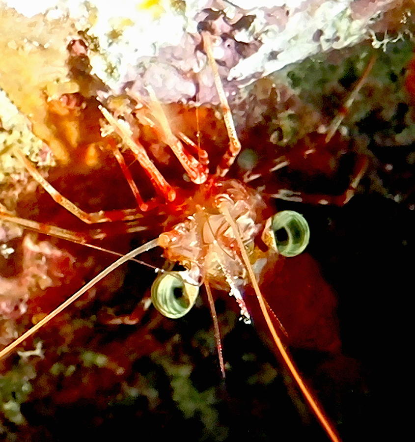 Red Night Shrimp #2 Photograph by Amy McDaniel
