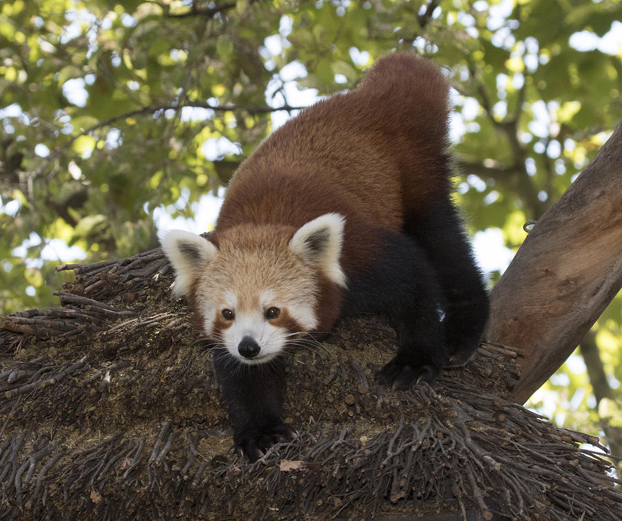 Red panda #2 Photograph by Masami Iida