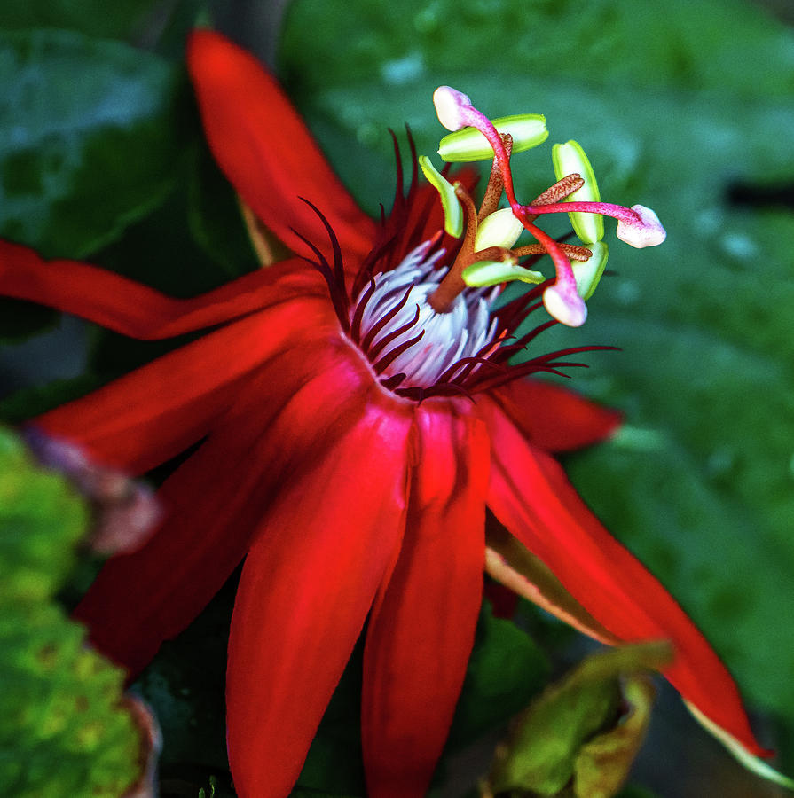 Red Passion Flower #2 Photograph by Jane Luxton