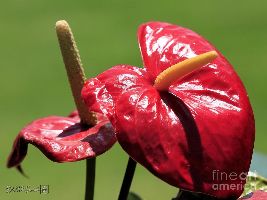 Red Peace Lily #2 Photograph by J McCombie