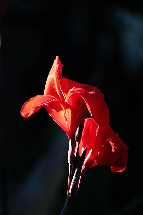 Flower Photograph - Red  #2 by Peggy Burley