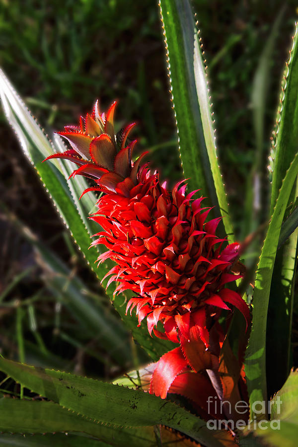 Red Pineapple #2 Photograph by Frank Wicker