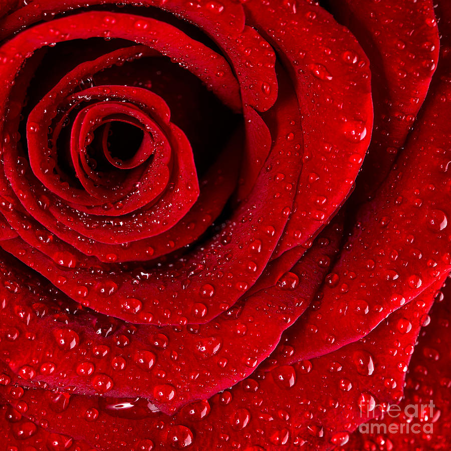 Red rose background #2 Photograph by Anna Om