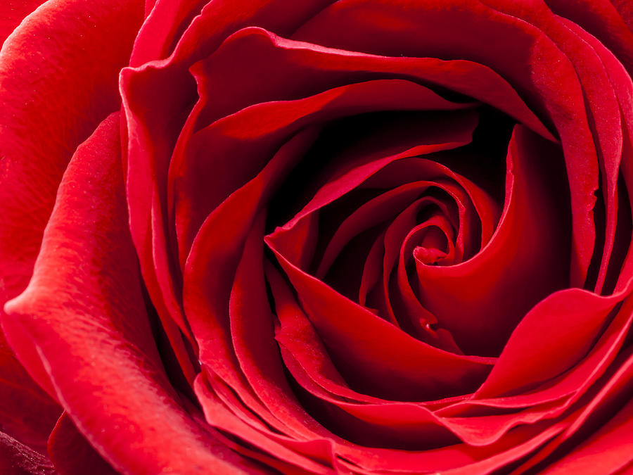 Red Rose Close-up #2 Photograph by John Paul Cullen