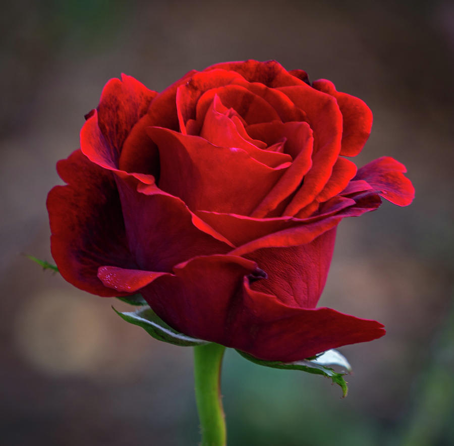 Red rose #2 Photograph by Jane Luxton