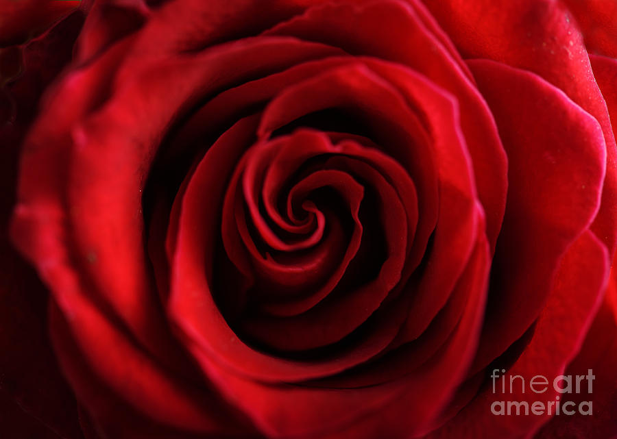 Nature Photograph - Red Rose  #1 by Jelena Jovanovic
