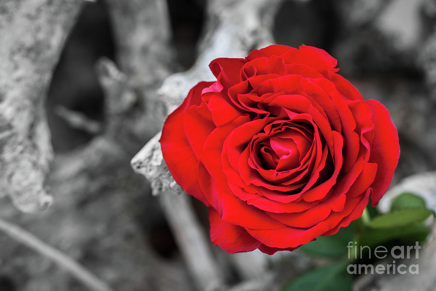 Red rose on the beach. Color against black and white. Love, romance, melancholy concepts #2 Photograph by Michal Bednarek
