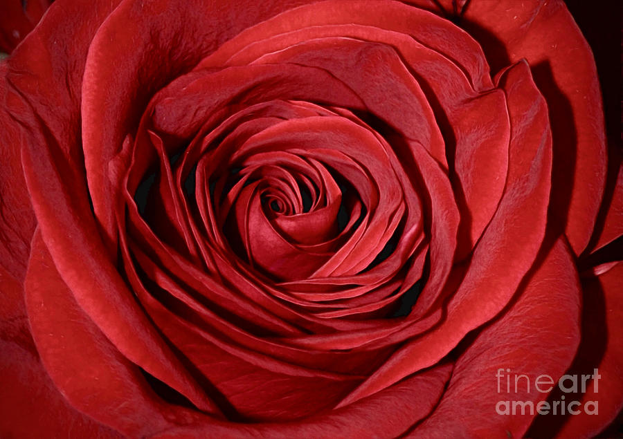 Red Rose #1 Photograph by Savannah Gibbs