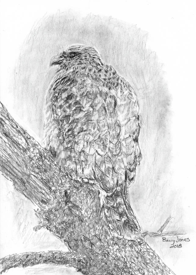 Red-Shouldered Hawk #1 Drawing by Barry Jones
