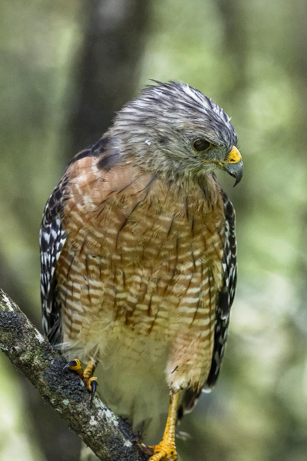 Red-Shouldered Hawk #2 Photograph by Peter Lakomy