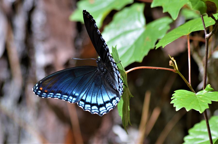Red Spotted Purple Butterfly #2 Photograph by Warren Thompson