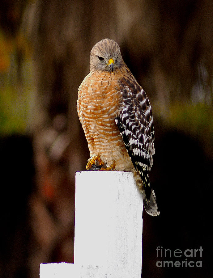 Red Tail Hawk Photograph by Marc Bittan