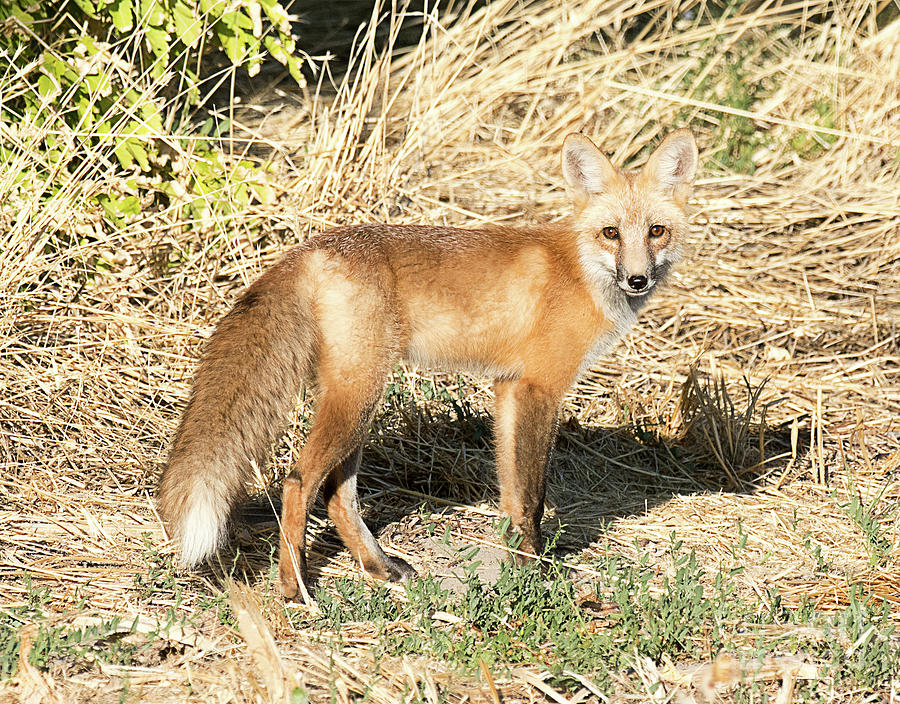 Red Tailed Fox Photograph