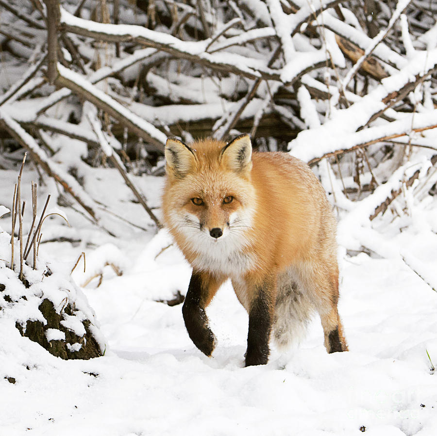 Red Tailed Fox Hunting #3 Photograph by Dennis Hammer