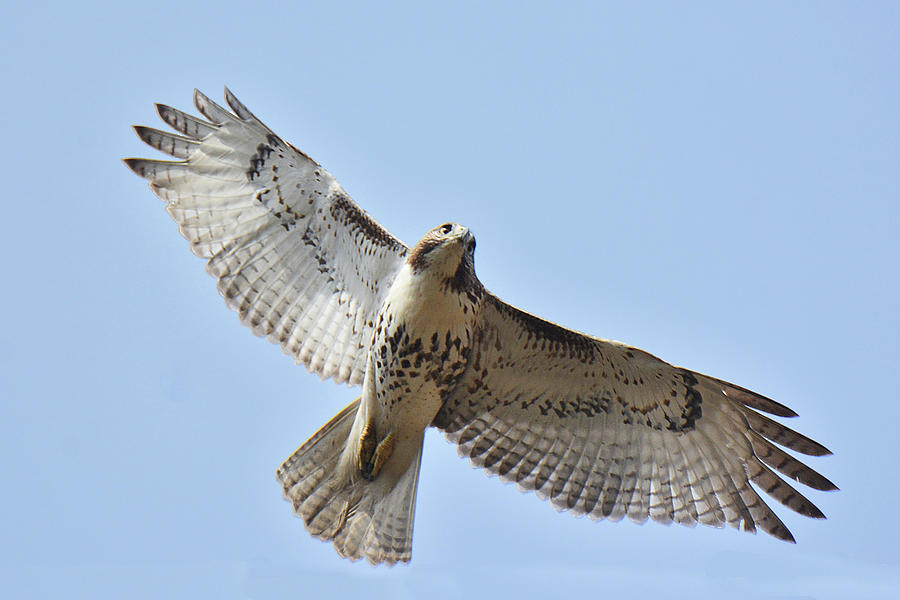Red-tailed Hawk #2 Photograph by Alan Lenk