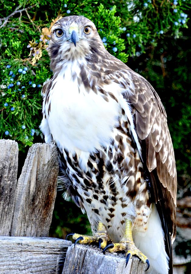 Red Tailed Hawk    #2 Photograph by Amy McDaniel