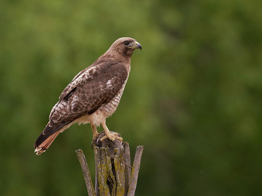 Birds Photograph - Red-tailed Hawk by Doug Herr Birds Photograph - Red-tailed Hawk by Doug Herr