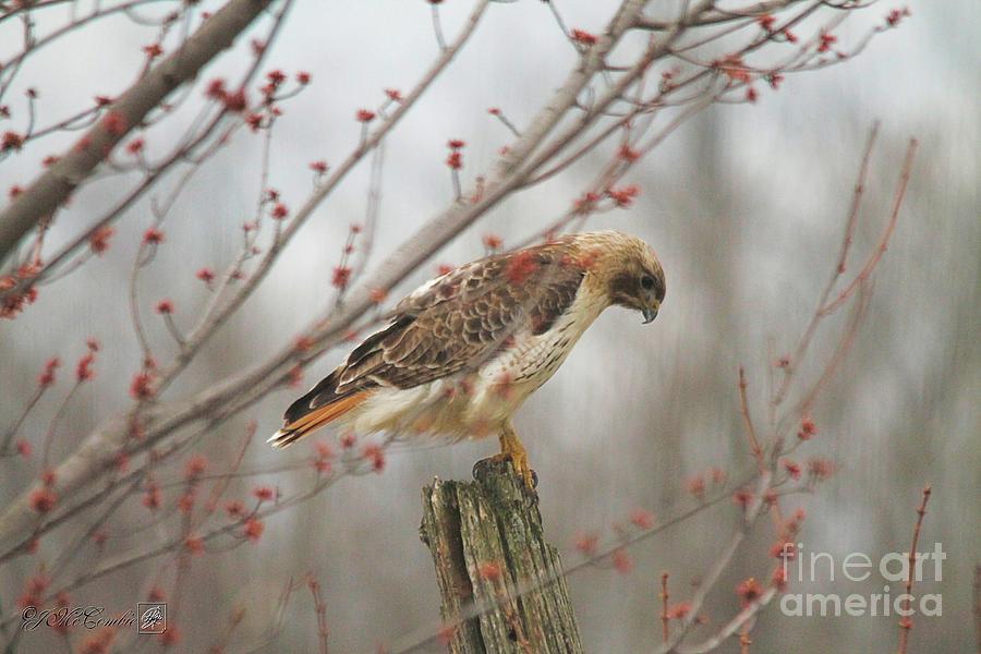 Red-Tailed Hawk on a Post #1 Photograph by J McCombie