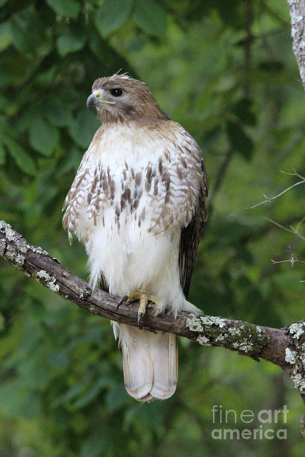 Hawk Photograph - Red Tailed Hawk #2 by Paulette Thomas