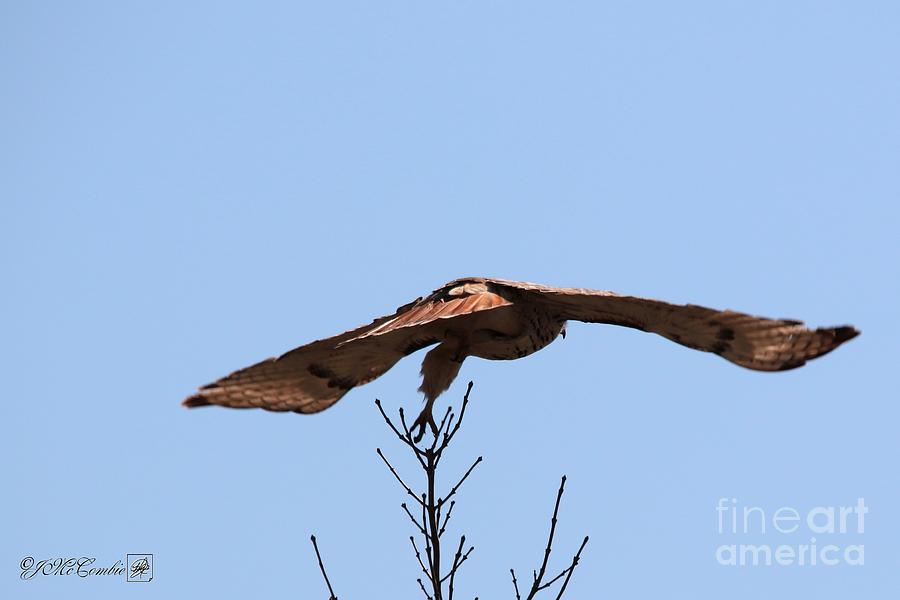 Red-Tailed Hawk Takes Flight #1 Photograph by J McCombie