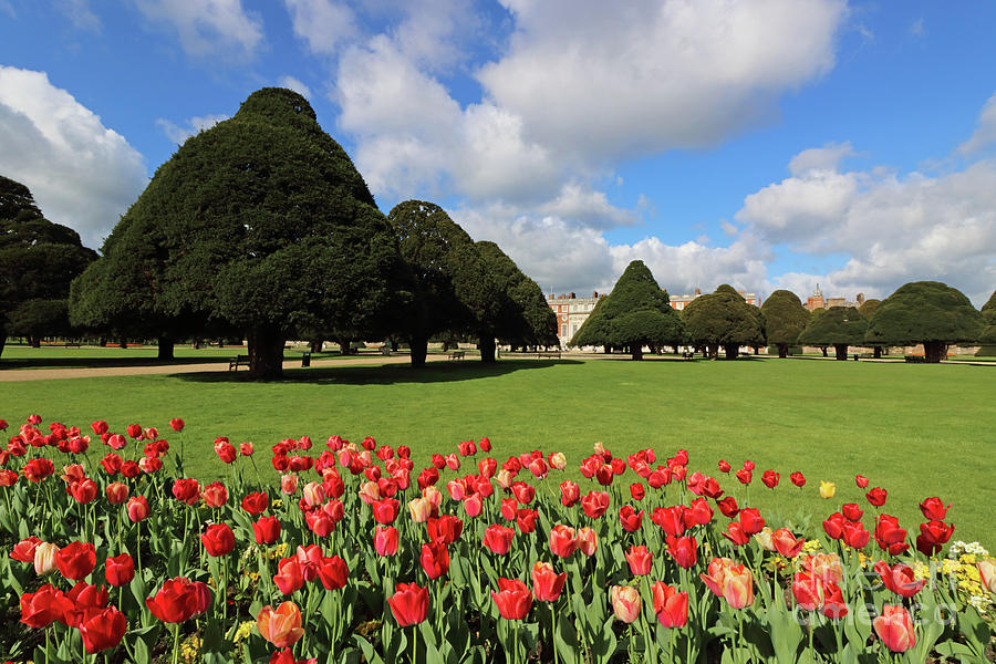 Red Tulips at Hampton Court  #2 Photograph by Julia Gavin