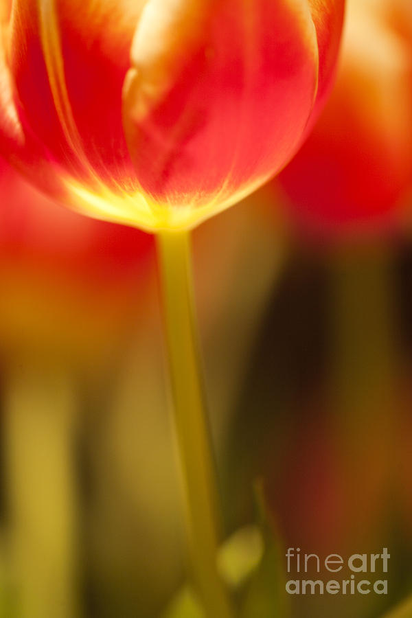 Red Tulips  #1 Photograph by Heiko Koehrer-Wagner