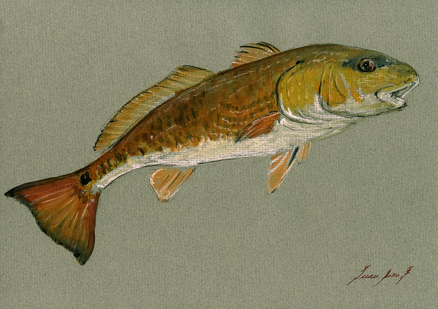 Redfish Painting - Redfish painting #2 by Juan  Bosco