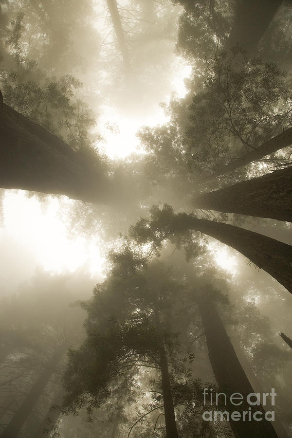 Redwood Trees Shrouded In Fog #2 Photograph by Inga Spence