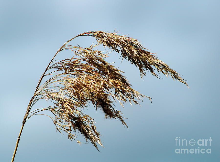 Flower Photograph - Reed #2 by Esko Lindell