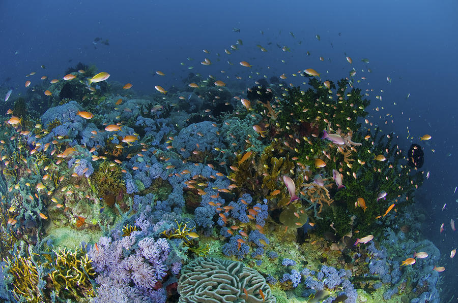 Fish Photograph - Reef Scene With Coral And Fish #2 by Mathieu Meur