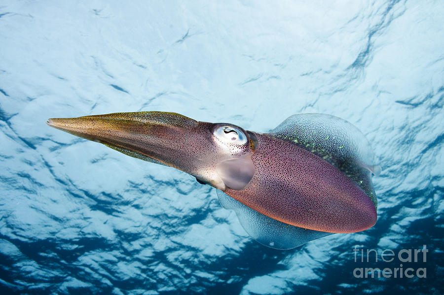 Reef squid #2 Photograph by Dave Fleetham - Printscapes