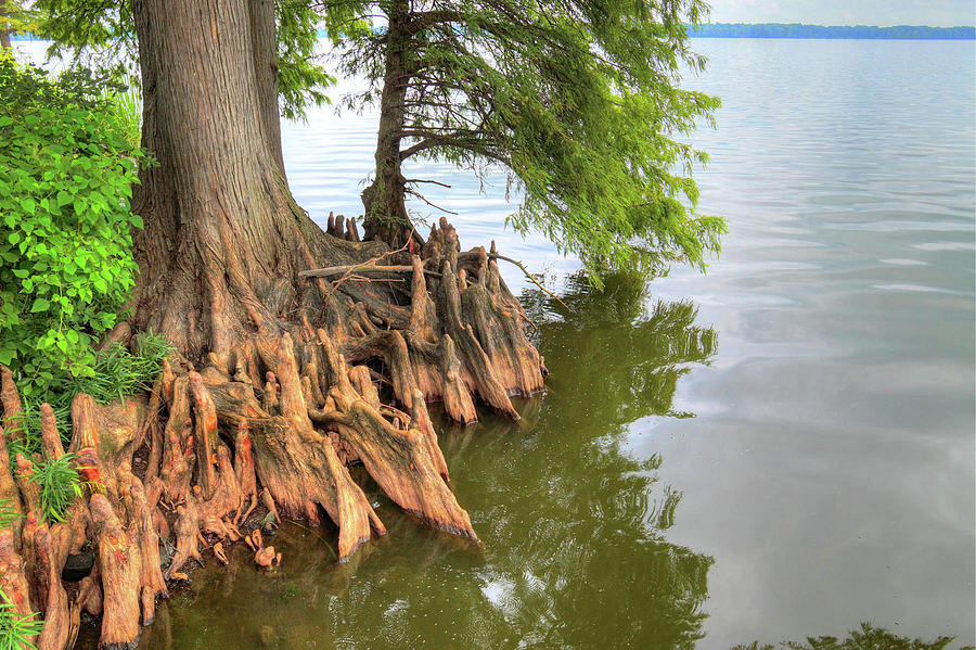 Reelfoot Lake Tn Photograph By Joe Machuta - Fine Art America