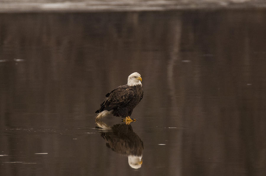 Bald Eagle Photograph - Reflections #2 by Robert Smice