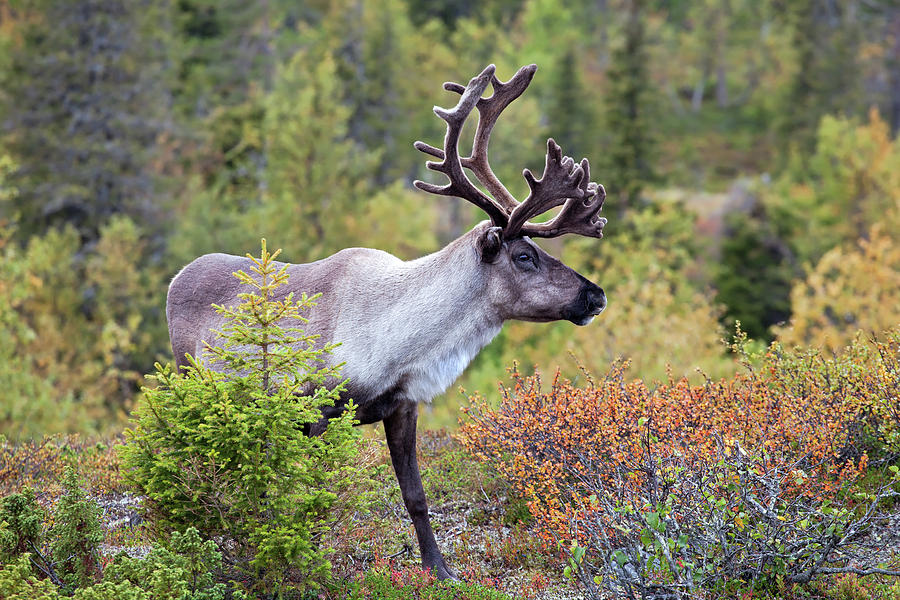 Reindeer #4 Photograph by Aivar Mikko