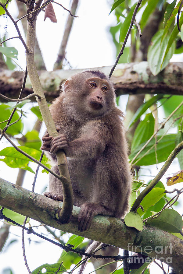 Rhesus Macaque, India #2 Photograph by B. G. Thomson