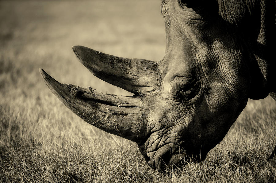 Rhino #2 Photograph by Mountain Dreams