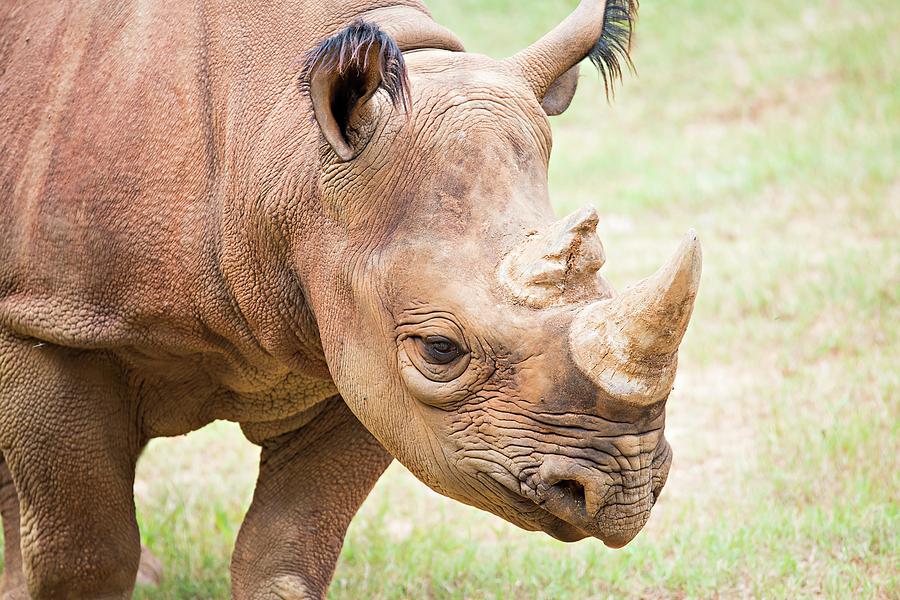 Rhinoceros Enjoying On Green Grassy Meadow Photograph by Alex Grichenko ...