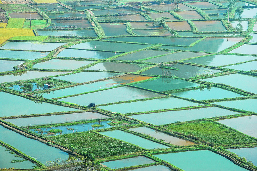Rice fields scenery #2 Photograph by Carl Ning