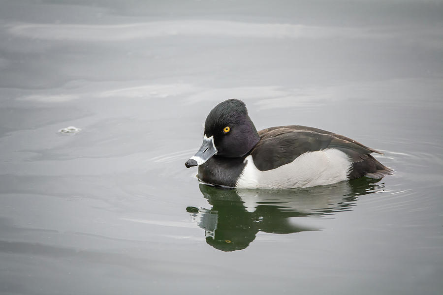 Ring-necked Duck #2 Photograph by Tam Ryan